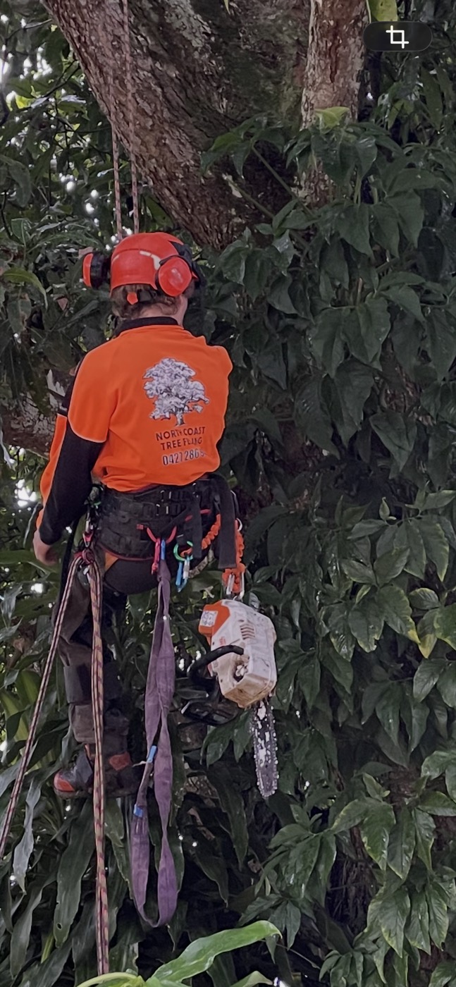 North Coast Tree Felling climber in branded shirt, roped up a tree with a chainsaw