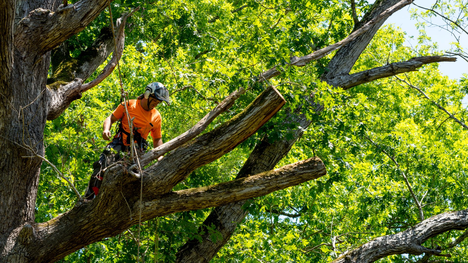 Arborist roped up in a large tree removing a limb