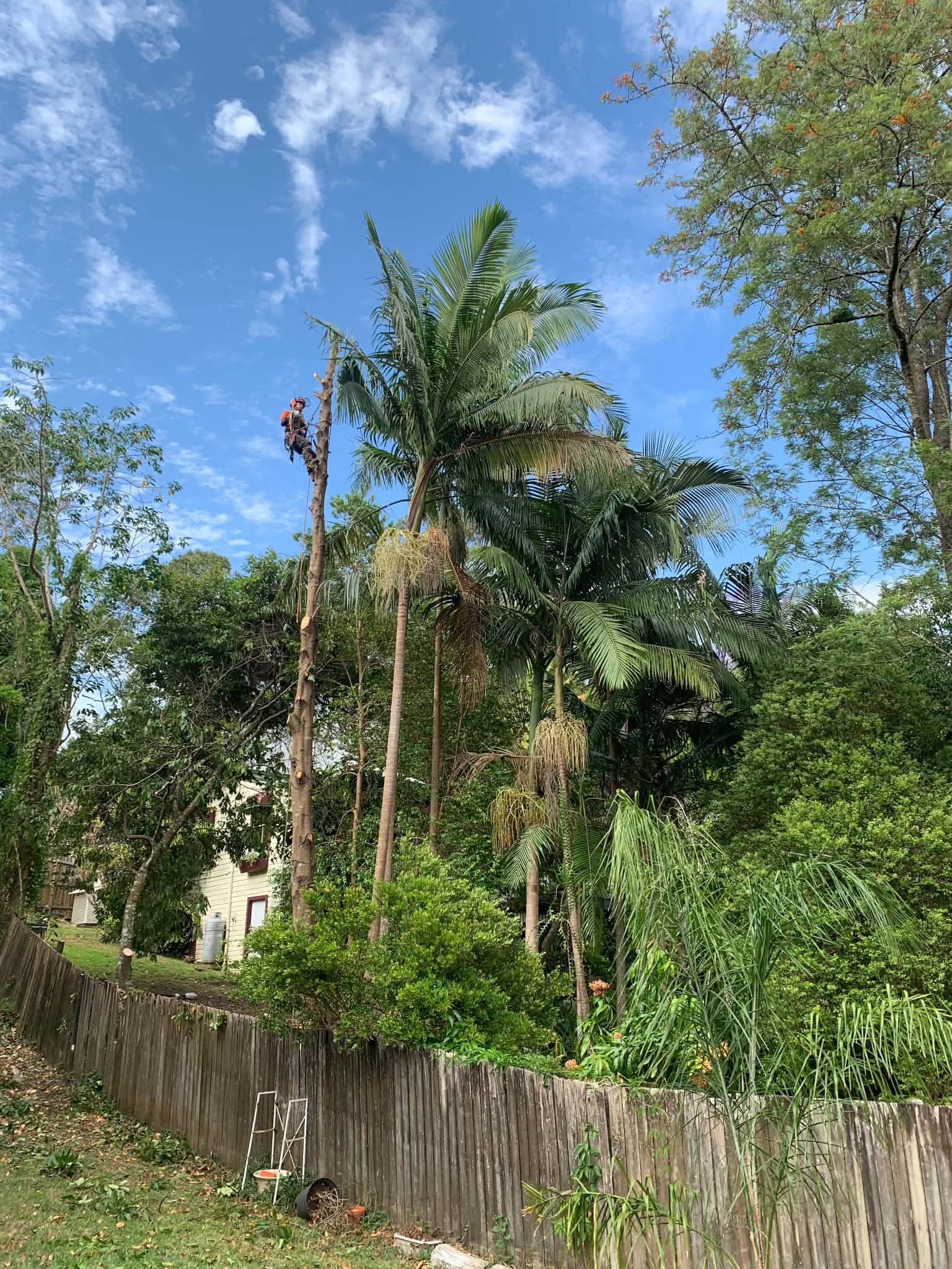 Climber pruning a tall palm in a leafy Northern Rivers backyard